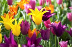 Botanični vrt - prireditve v mesecu aprilu